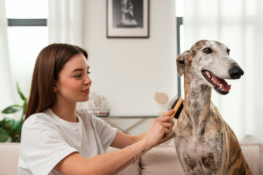 Pet Essentials: Everything Your Furry Friend Needs